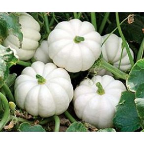 Cucurbita pepo Casperita