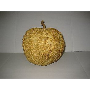 Lagenaria siceraria Blister