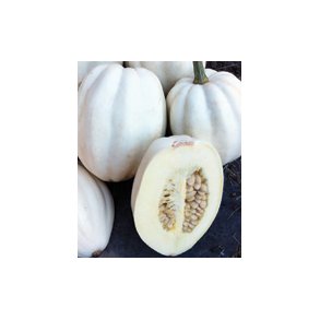 Cucurbita pepo Mashed Potato