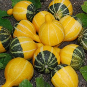 Cucurbita pepo Pear Bicolor