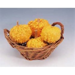 Cucurbita pepo Frederic / Orange Warted