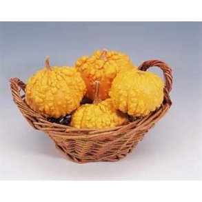 Cucurbita pepo Frederic / Orange Warted