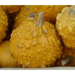 Cucurbita pepo Frederic / Orange Warted