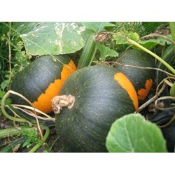 Cucurbita pepo Batwing Mixture