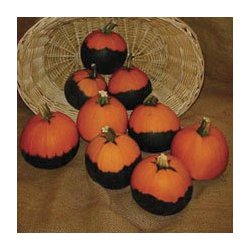 Cucurbita pepo Batwing Mixture