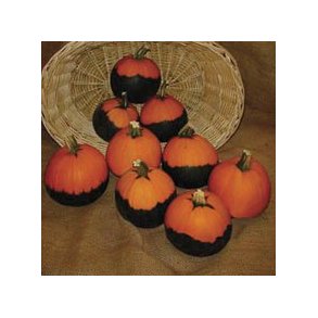 Cucurbita pepo Batwing Mixture