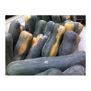 Cucurbita moschata Naples Long