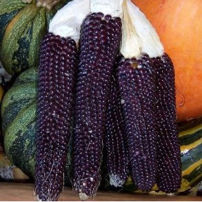 Zea mays Shaman�s Blue