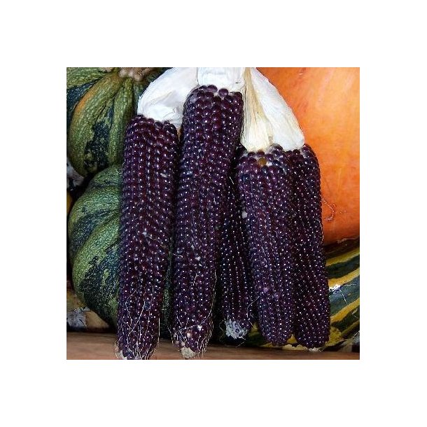 Zea mays Shamans Blue